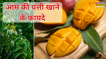 ​सिर्फ आम नहीं, उसकी पत्तियां भी हैं सेहत का खजाना! जानिए 7 चौंकाने वाले फायदें​