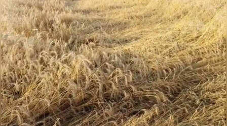 Punjab News: बेमौसम बारिश और ओलावृष्टि से गेहूं की फसल बर्बाद, पंजाब सरकार ने दिए नुकसान के आकलन के आदेश