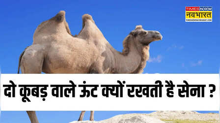 लद्दाख में 2 कूबड़ वाले ऊंट क्यों रखती है सेना, क्या आपको पता है जवाब ?