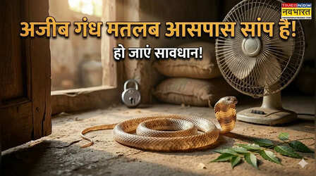 सांप के आने से पहले मिलने लगते हैं ये अजीब इशारे, सूंघने में आए ऐसी गंध तो तुरंत हो जाएं सावधान