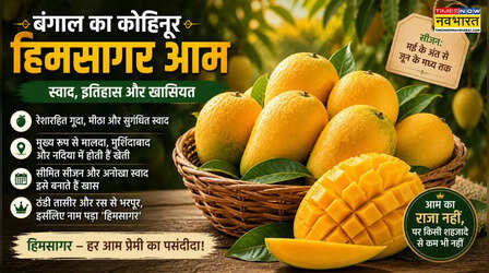 बंगाल का 'कोहिनूर' कहलाता है हिमसागर, यह आम जितना खास उतना ही रोचक है इतिहास