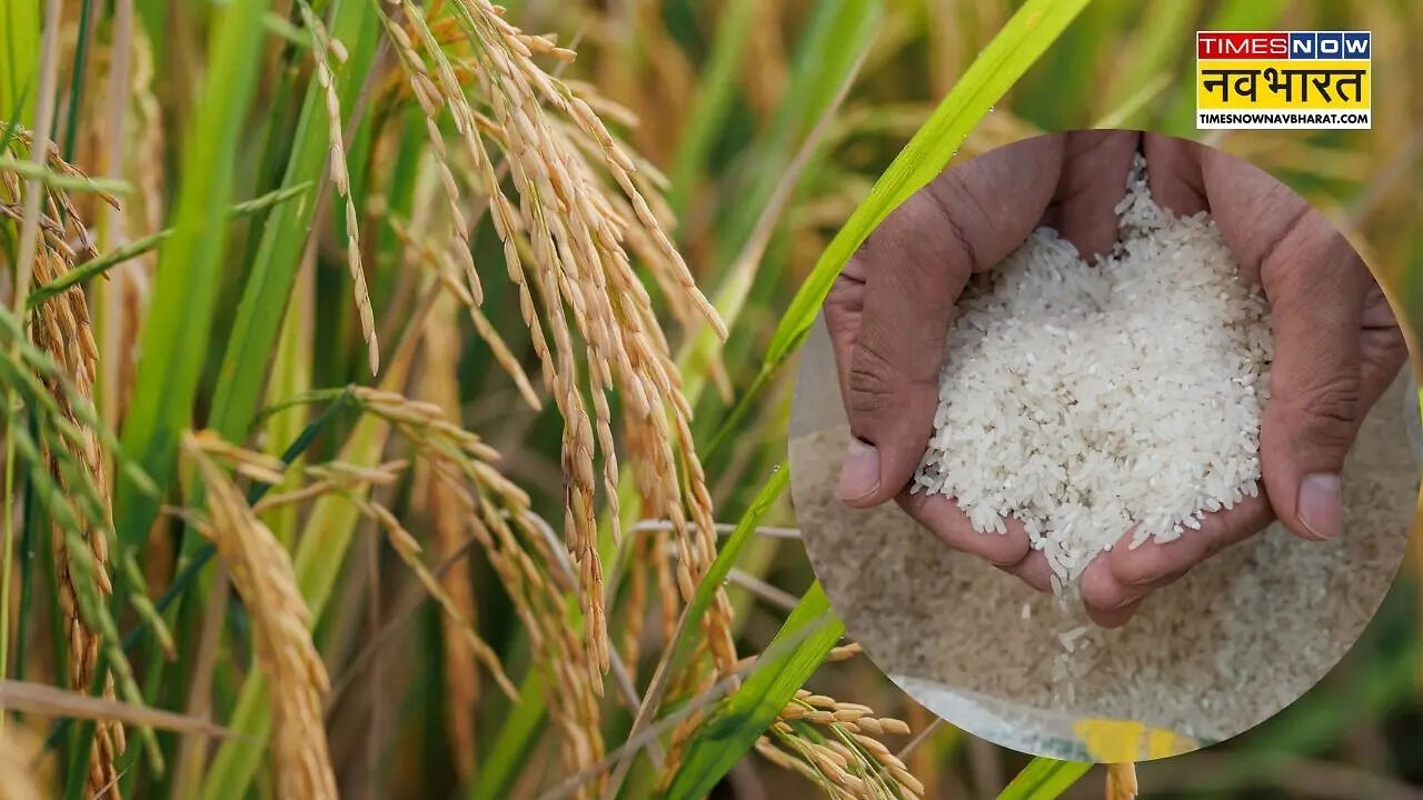Asia Mein Sabse Bada Chawal Utpadak Desh Kaun: Which country is largest ...