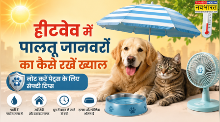 Heatwave में पालतू जानवरों का कैसे रखें ख्याल, नोट करें Pets के लिए सेफ्टी टिप्स