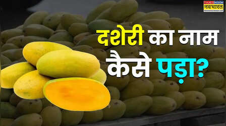 यहां है 200 साल पुराना आम का पेड़, पहला दशेरी इसी पेड़ से आया; जानें नाम कैसे पड़ा
