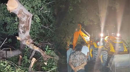 Bareilly News: आंधी-तूफान से जनजीवन अस्त-व्यस्त, पेड़ और खंभे उखड़े, बिजली ठप