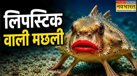 समंदर की सबसे स्टाइलिश मछली! लिपस्टिक लगाकर घूमती दिखी ये अजीब जीव