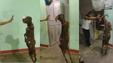 बकरी ने दो पैरों पर दिखाया ऐसा करतब,देखकर लोगों की आंखें खुली की खुली रह गई, देखें Viral Video