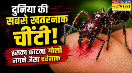 दुनिया की सबसे खतरनाक चींटी, इसका काटना गोली लगने जैसा दर्दनाक