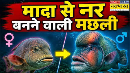 जीवन के पहले 10 साल तक रहती है मादा, फिर बन जाती है नर, जेंडर बदलने वाली इस मछली के बारे में जान चौंक जाएंगे आप
