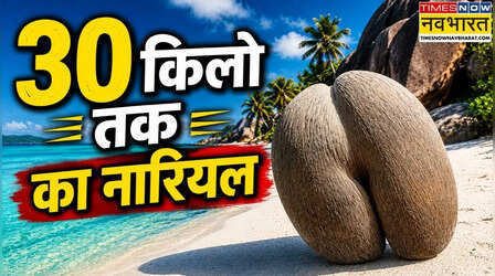 इस देश में पेड़ों पर लटकता है 30-30 किलो तक का नारियल, उठाने में छूट जाते हैं लोगों के पसीने