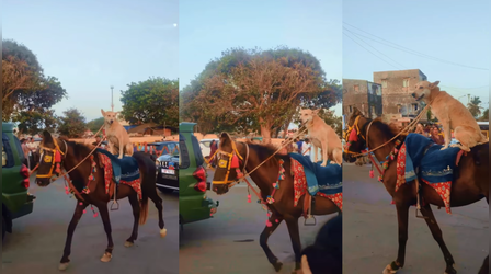Viral Video: घोड़े की सवारी करते दिखा कुत्ता, सड़क पर पलट-पलट कर देखने लगे लोग, देखें अनोखा नजारा