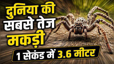 दुनिया की सबसे तेज दौड़ने वाली मकड़ी! चीते जैसी रफ्तार से तय करती है 1 सेकंड में 3.6 मीटर की दूरी