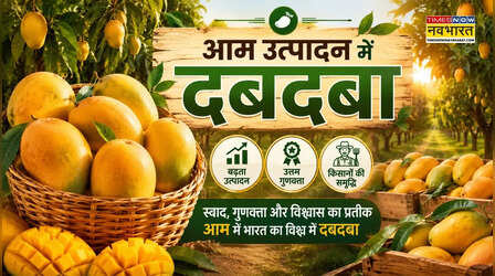 आम उत्पादन में इस राज्य का जलवा, देश के 26% उत्पादन पर कब्जा, उगाई जाती हैं 800 से अधिक किस्में