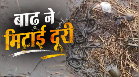 VIDEO: प्रकृति का अद्भुत नजारा, शिकारी और शिकार के बीच मिटा भेद, सांप-बगुला-चूहा - कछुआ एक साथ जी रहे जीवन