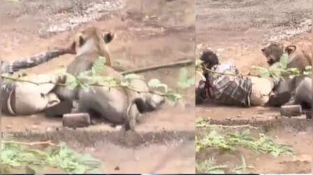 'आधा घंटा तक हाथ जबड़े में दबाए बैठी रही शेरनी': भावनगर में शख्स ने शांत रहकर बचाई जान, LIVE VIDEO वायरल