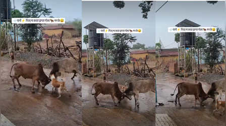 Viral Video: सांडों के बीच चल रही थी लड़ाई, बीच- बचाव कराने पहुंचा कुत्ता, फिर जो हुआ उसने माहौल बदल दिया