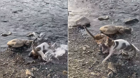 Viral Video: शातिर बिल्ली का कमाल,नदी किनारे पानी में घुसकर मछली को ऐसे दबोचा, देखकर दिमाग घूम जाएगा