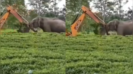 जंगल में चला बुलडोजर, तो सामने सीना तानकर खड़ा रहा हाथी, Video में देखें फिर क्या हुआ?