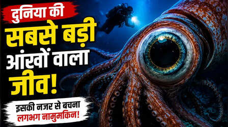 कोई हाथी नहीं, कोई व्हेल नहीं! इस जीव के पास होती हैं दुनिया की सबसे बड़ी आंखें, इसकी नजर से बचना लगभग नामुमकिन