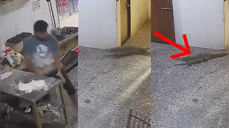 हॉस्टल मेस में खाना बना रहा था शख्स, पीछे से अचानक घुसा 4 फीट का मगरमच्छ, VIDEO में देखें फिर क्या हुआ?