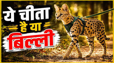 देखने में किसी चीते से कम नहीं लगती यह बिल्ली, दुनिया की सबसे महंगी बिल्लियों में है शामिल