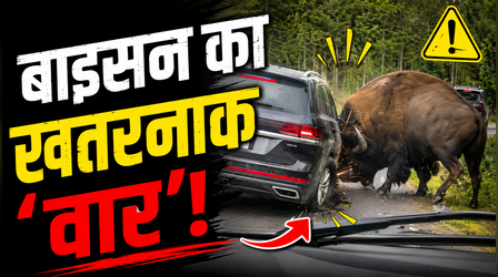 सड़क पर आया जंगल का 'बॉस', SUV के टायर को मारी ऐसी टक्कर, निकली गाड़ी की हवा, देखें अनोखा VIDEO