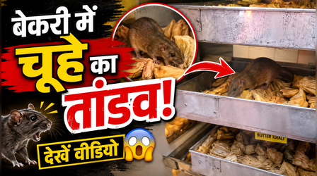बेकरी शॉप में घुस गया चूहा, फिर मचाया ऐसा तांडव, देखकर दंग रह गए लोग, देखें Viral Video