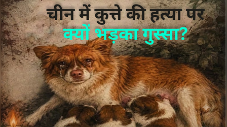 चीन में एक कुत्ते की हत्या पर क्यों भड़का गुस्सा? कैसे ये मुद्दा बना जिनपिंग सरकार के लिए सिरदर्द?