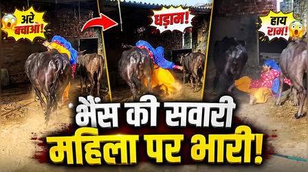 Viral Video: शौक से कोई समझौता नहीं...भैंस की सवारी महिला पर भारी, वीडियो देख नहीं रुकेगी हंसी