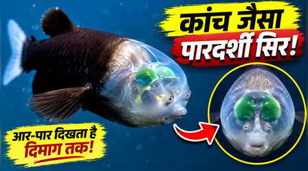 पूरी तरह पारदर्शी होता है इस मछली का सिर, अंदर दिमाग से लेकर नसों तक, आर-पार सबकुछ आता है नजर