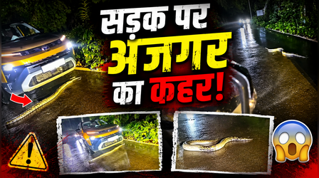 सड़क पर 'मौत' की तरह पसरा था विशाल अजगर, फिर ड्राइवर की इस चालाकी ने बचा ली जान, देखें शॉकिंग VIDEO