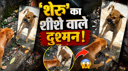 VIDEO: शीशे में दिखा 'दुश्मन', फिर जो हुआ देख हंसी रोक नहीं पाएंगे, कुत्ते का 'जबरदस्त एक्शन' हुआ वायरल