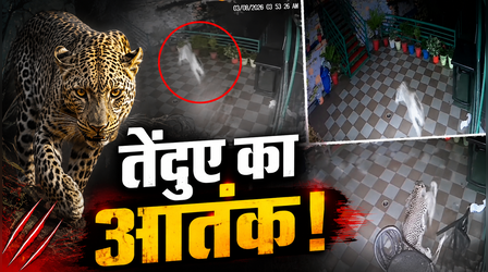 VIDEO: रात के सन्नाटे में रिसॉर्ट में घुसा खूंखार तेंदुआ, फिर जो हुआ देख दहल उठेगा दिल, CCTV फुटेज वायरल