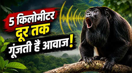5 किलोमीटर दूर तक सुनाई देती है इस बंदर की आवाज, दूर-दूर तक जंगल में गूंजती है इसकी दहाड़