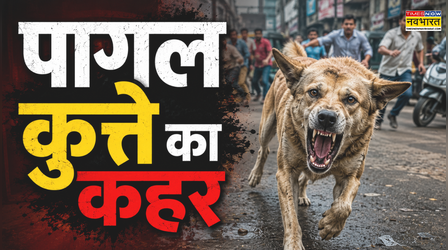 7 घंटे, 130 शिकार! मुंबई में पागल कुत्ते ने मचाया आतंक; घरों में कैद लोग