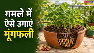 घर पर मूंगफली कैसे उगाएं, Urban Gardening से मिला कमाल का आइडिया, जानें कैसा चाहिए गमला और कौन-सी मिट्टी डालें