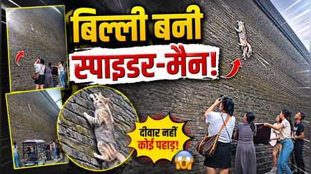 Viral Video: जब स्पाइडर-मैन बनी बिल्ली...50 फीट ऊंची दीवार पर चिपकी कैट, नीचे लोगों ने बिछाया सुरक्षा कवच