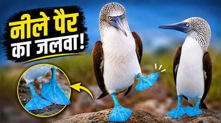 नीले पैर देखकर होता है प्यार! इस पक्षी की डेटिंग स्टाइल है सबसे अलग, लेडी लव के लिए करता है गजब का डांस