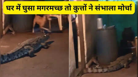 Viral Video: घर के अंदर घुस आया मगरमच्छ, कुत्तों ने घेरकर मचाया हंगामा
