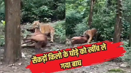 Tiger Power का हैरान करने वाला नजारा, दमदार घोड़े का शिकार कर जंगल में खींच ले गया बाघ, देखें Video