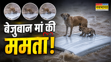 Viral Video: उफनते सैलाब के बीच कार की छत बनी तिनके का सहारा, बच्चे को बचाने के लिए बेजुबान मां ने दांव पर लगाई जान