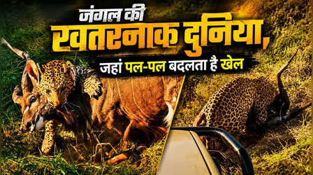 Video: विशालकाय न्याला बैल पर टूट पड़ा तेंदुआ, गर्दन दबोचकर ऐसे झपटा कि चुटकियों में खेल हो गया खत्म
