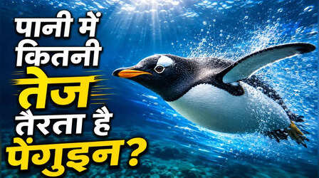 चलने में सुस्त लेकिन तैरने में सुपरफास्ट! पानी में रॉकेट बन जाता है पेंगुइन, जानें कितनी होती है इसकी रफ्तार