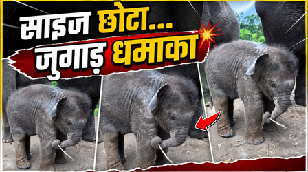 Viral Video: छोटे से गजराज का 'बड़ा दिमाग'! नन्हें हाथी ने खुजली मिटाने के लिए खोजी ऐसी ट्रिक, देखकर आप भी हो जाएंगे फैन