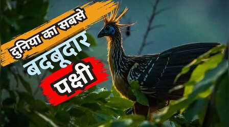 वह पक्षी जिससे आती है गोबर जैसी बदबू, फिर भी है बेहद खास, इस देश ने तो इसे अपना नेशनल बर्ड तक बना डाला