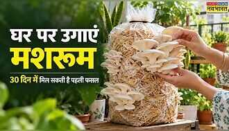 घर पर मशरूम उगाने का आसान तरीका, अर्बन गार्डनिंग ने बताया कैसे 30 दिन में मिल सकती है पहली फसल
