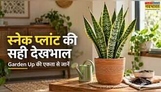 Snake Plant Care Tips: स्नेक प्लांट की पत्तियां पड़ रही हैं पीली, Garden Up की एकता से जानें इसे घना और हेल्दी रखने का तरीका