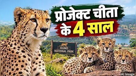 'प्रोजेक्ट चीता' के 4 साल: संघर्ष से सफलता तक, भारत की धरती पर कैसे बढ़ा चीतों का कुनबा?