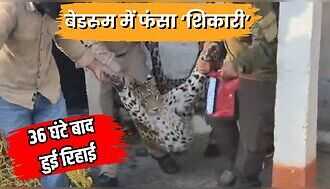 VIDEO: शिकारी खुद बना कैदी! कुत्ते का शिकार करने आया तेंदुआ बेडरूम में हुआ लॉक