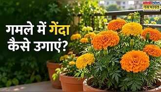 घर पर खुद से कैसे लगाएं गेंदा, अर्बन गार्डनिंग से जानें तरीका, बालकनी लगेगी सुंदर, पूजा के लिए मिलेंगे ताजे फूल